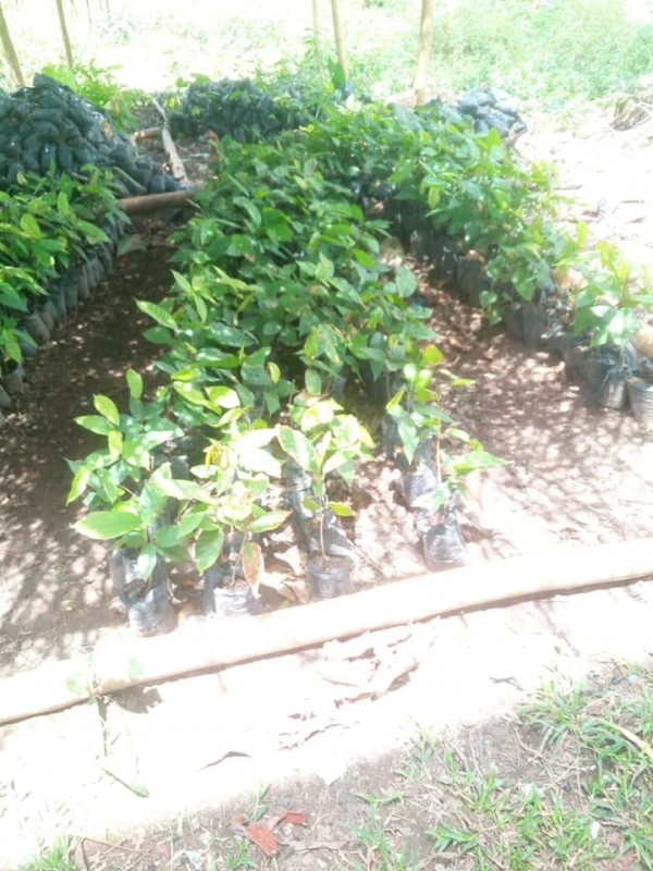 Cocoa Seedlings from Liberia
